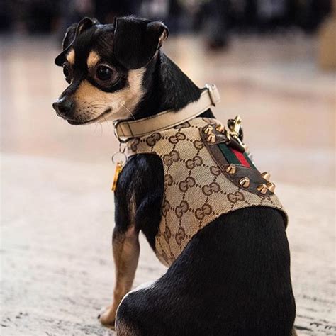 real designer dog clothes.